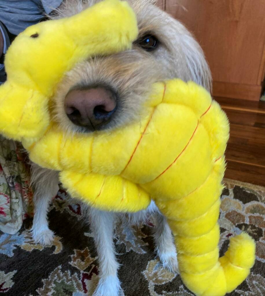 Baxter has a yellow seahorse.