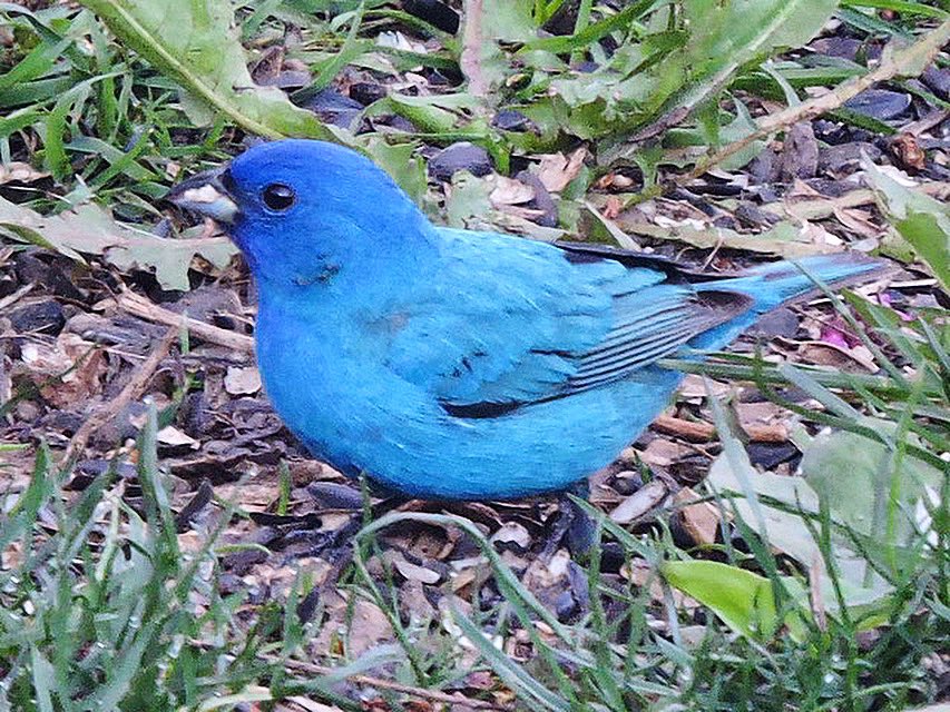 HamiltonNature's tweet photo. Hamilton Naturalists’ Club 📸 Joyce Lister has been waiting for the arrival of this #IndigoBunting that showed up in her backyard yesterday morning!

#Dundas #DundasOntario #Hamilton #HamiltonOntario #HamOnt #HamOntBiodiversity #InMyBackyard #CelebrateNature #GreenHamilton https://t.co/x2RwaOdECt