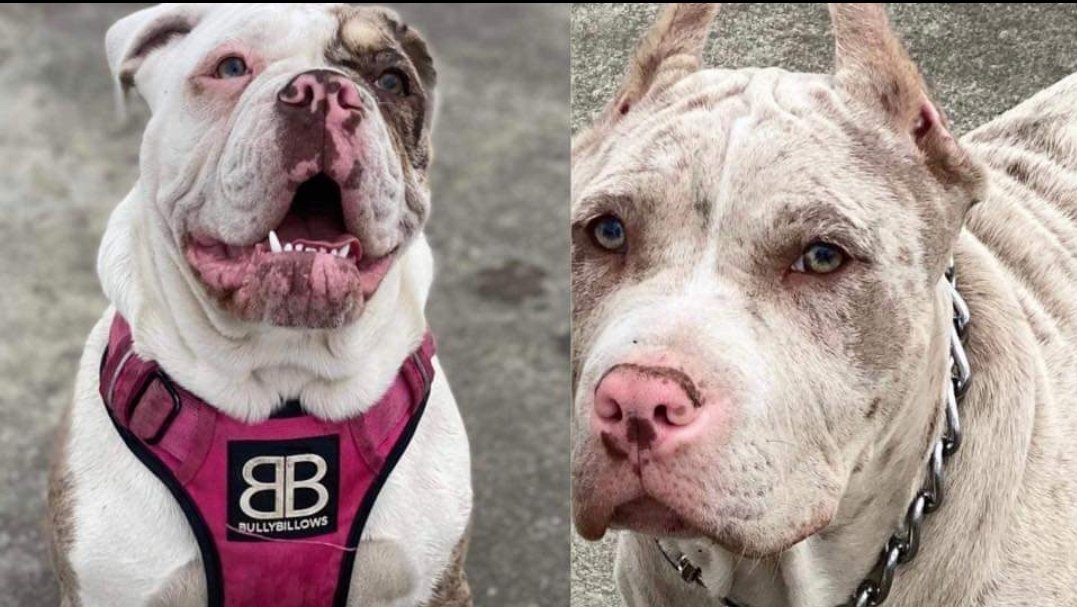 Missing Pets GB tweet media