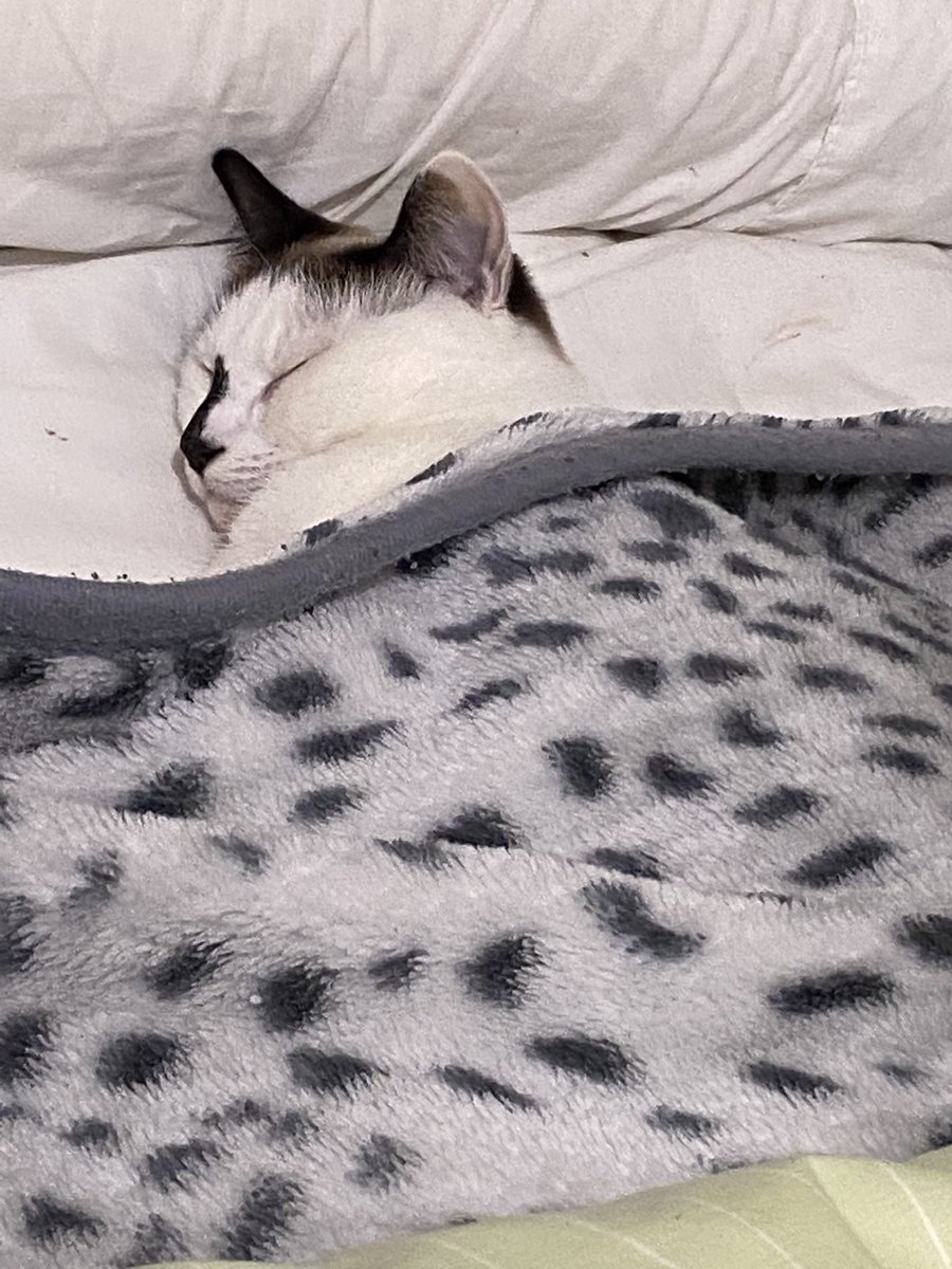 mocher69's tweet photo. Goodnight #catinbed https://t.co/Q9URMUwfG1