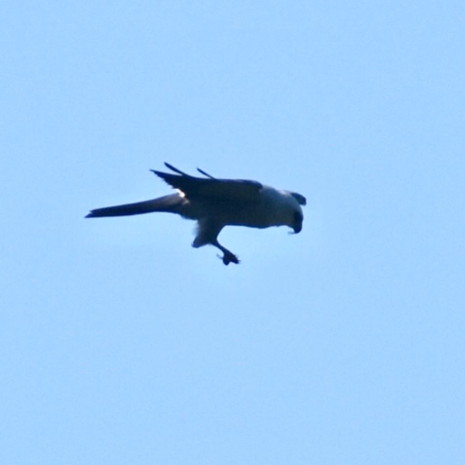 My best yardbird to date! A Mississippi Kite flew over my house hunting some #BroodX cicadas this morning! 
#raptor #BirdsOfPrey #kite #yardbird