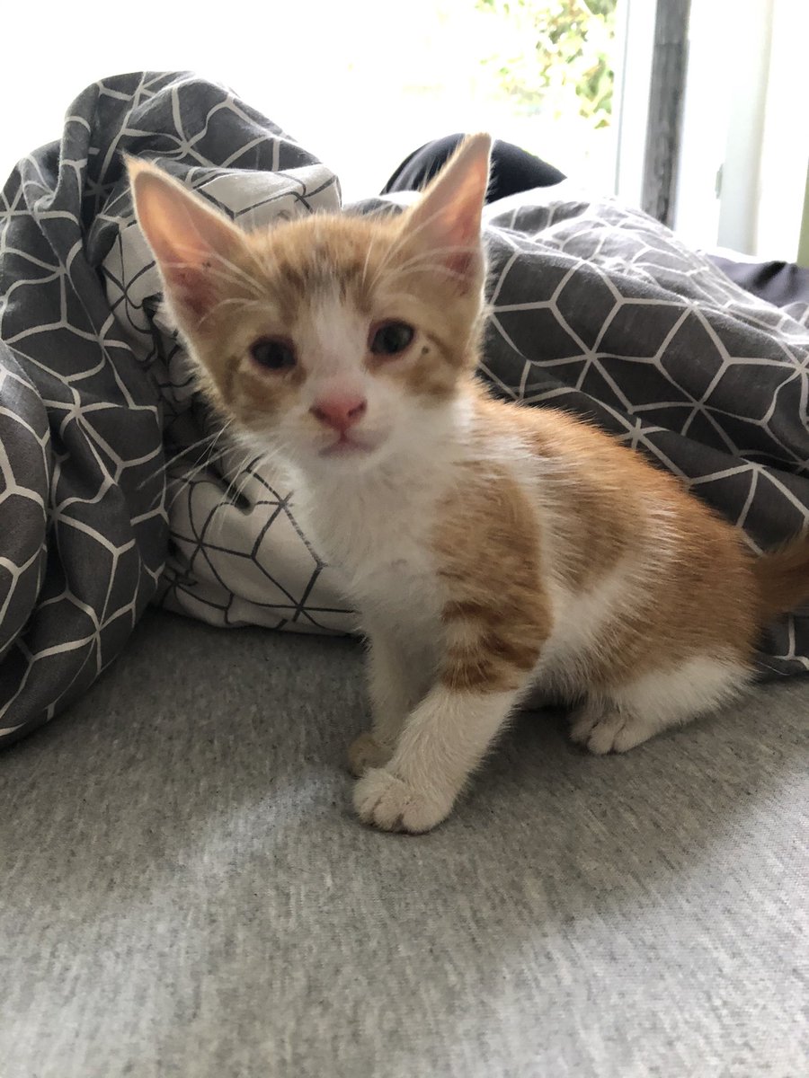 SErbulak's tweet image. Boş bir evin bahçesine bırakılmış. Sesini öyle bir duyurdu ki kurtuldu.
Şimdi bizde ama beş kedimiz olduğu için ona yeni bir yuva arıyoruz.
Elden ele lütfen.
Evden eve paket servisi yapıcam❤️