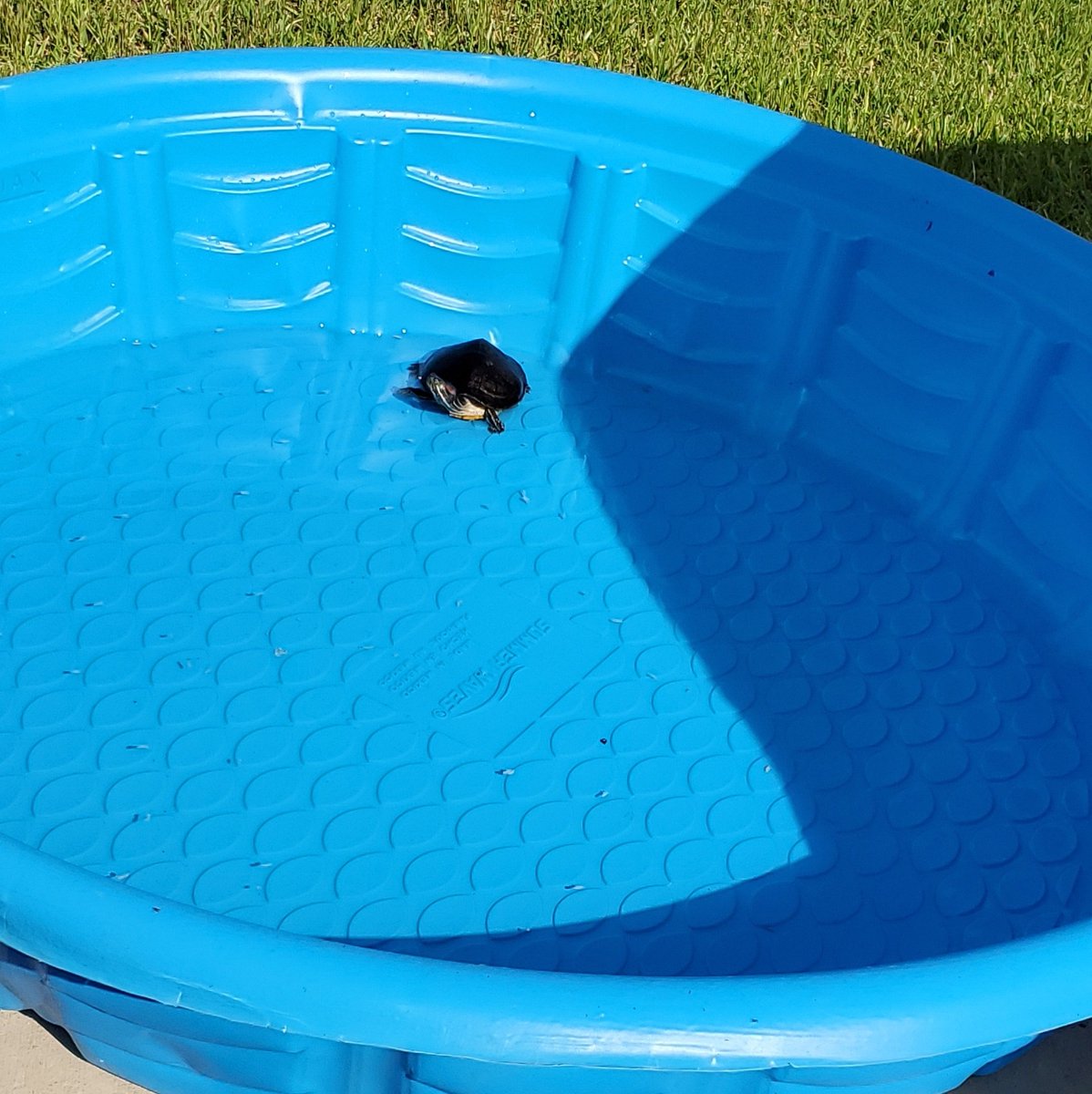 RandiHunter20's tweet photo. Look who outside 🔥 Finna be a hot boy summer for my round Squirtle the 🐢.... he said tell yall single amphibianessess friends to pull up.... plenty o space in there 😎 https://t.co/BzLdcocwLK