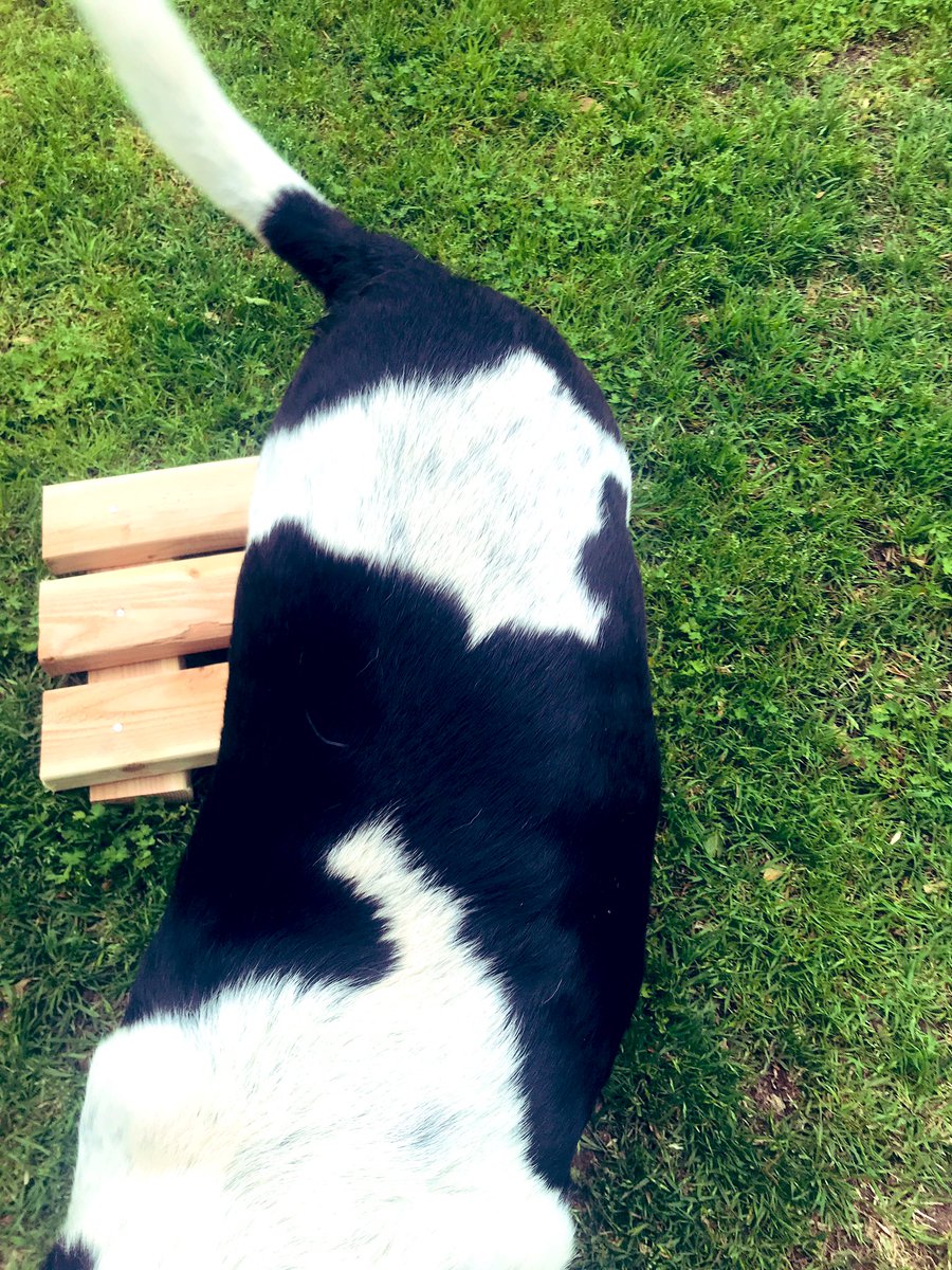 notbatmanyet's tweet photo. So me and my boys made our own set. 

He stepped right on it 😂 

I realize some people will have comments. I love my dog. I want him to have the best quality of life. End of Story.

#SaveBubbasKnees #DogSteps https://t.co/f8zyRdrjJE