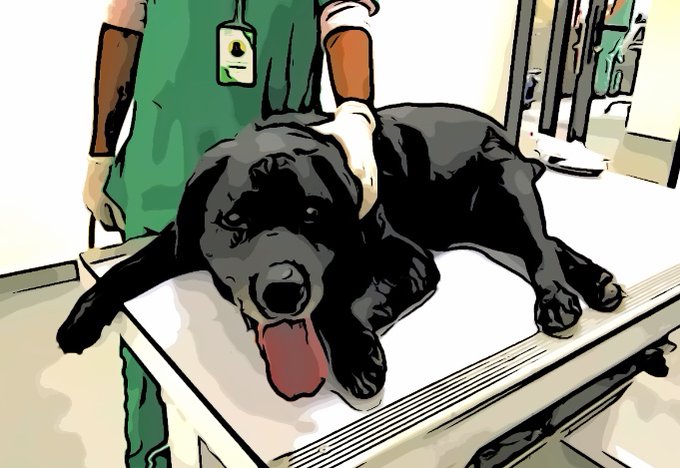 犬種のtwitterイラスト検索結果 犬種のtwitterイラスト検索結果