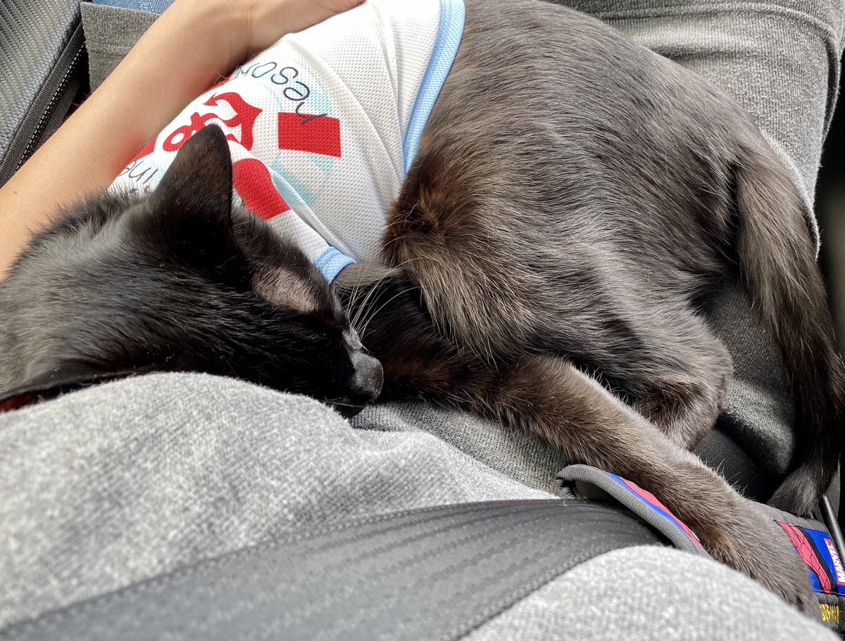 旅する猫 旅する猫