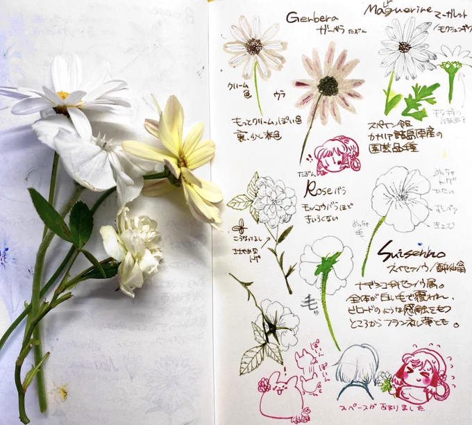 お花覚え書き② 
