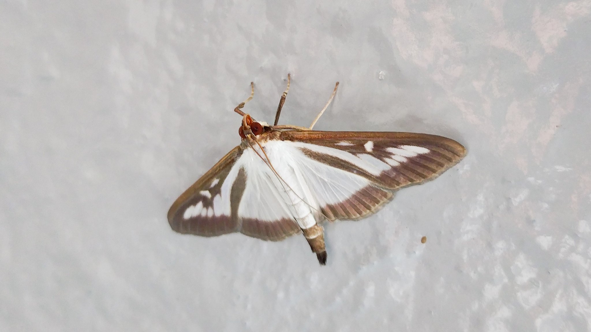 ヨロズナ 萬名 游鯏 本日の蛾 ツゲノメイガ 白黒で縁取り模様がオシャレなやつ 例によって園芸なんかでは害虫ですが この連中にしては大きめで存在感がありますな ツゲノメイガ 柘植野螟蛾 Glyphodesperspectalis ノメイガ 野螟蛾 ヨロズナ 萬名 游鯏 本日の蛾 ツゲノメイガ 白黒で縁取り模様がオシャレなやつ 例によって園芸なんかでは害虫ですが この連中にしては大きめで存在感がありますな ツゲノメイガ 柘植野螟蛾 Glyphodesperspectalis ノメイガ 野螟蛾