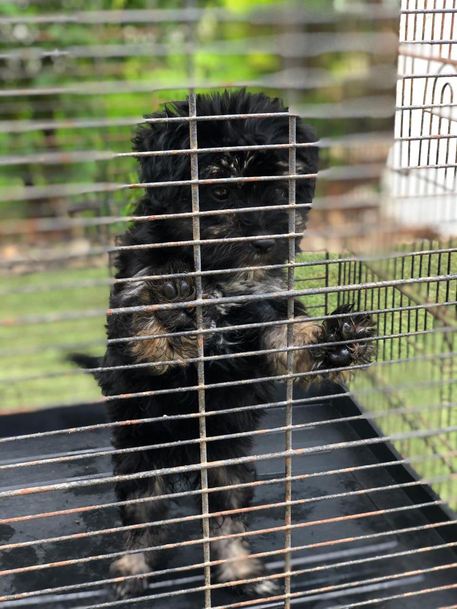 AngolaPet's tweet photo. Filhote de Caniche, com 2 meses de vida, já com 1 desparasitação e ainda sem vacina feita, ( 1 fêmea disponível ) , ao preço de 45.000 kz, para mais informações na DM. https://t.co/WlVOuWvjQ2