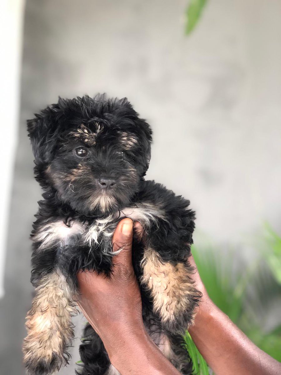 Filhote de Caniche, com 2 meses de vida, já com 1 desparasitação e ainda sem vacina feita, ( 1 fêmea disponível ) , ao preço de 45.000 kz, para mais informações na DM.