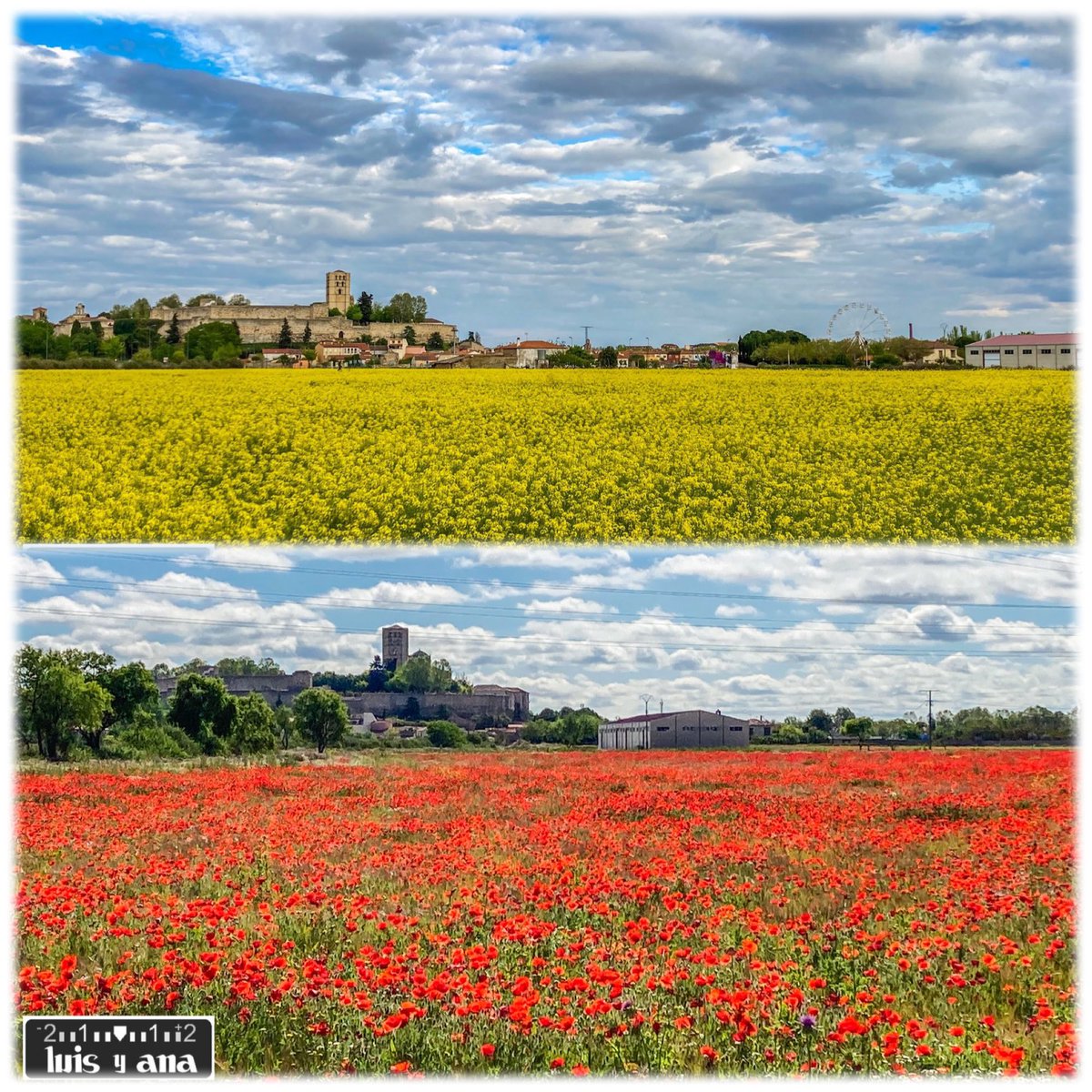 Primavera florida en #Zamora: en abril con manto de colzas y en mayo, de amapolas 😍