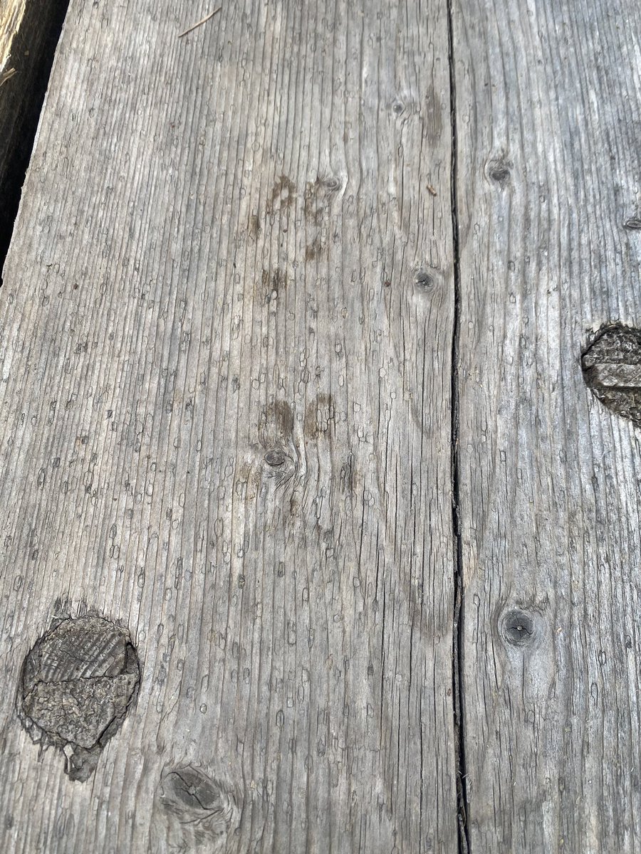 www_thepsp_fi's tweet photo. Käytiin suolla... sohvanomistaja kävi myös suossa! Hehhehhehheh... hehhehhehh... hehheh... 😸😸😸 #dogsoftwitter #suo #suolla #suossa https://t.co/rp8t8vBLxj