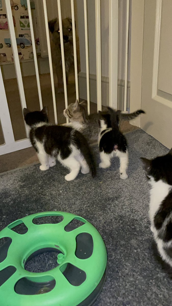 Riley_roo888's tweet image. Erm muuuum, you know that gate that you put up to protect me from the kittens....well it’s not working...help 😳😬 #ilovethemreally #funfive #fosterkittens