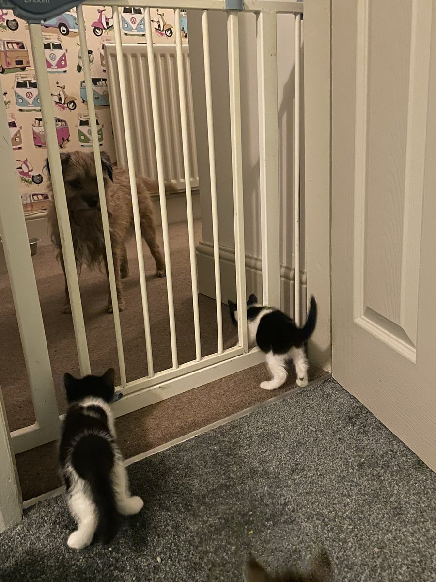 Riley_roo888's tweet image. Erm muuuum, you know that gate that you put up to protect me from the kittens....well it’s not working...help 😳😬 #ilovethemreally #funfive #fosterkittens