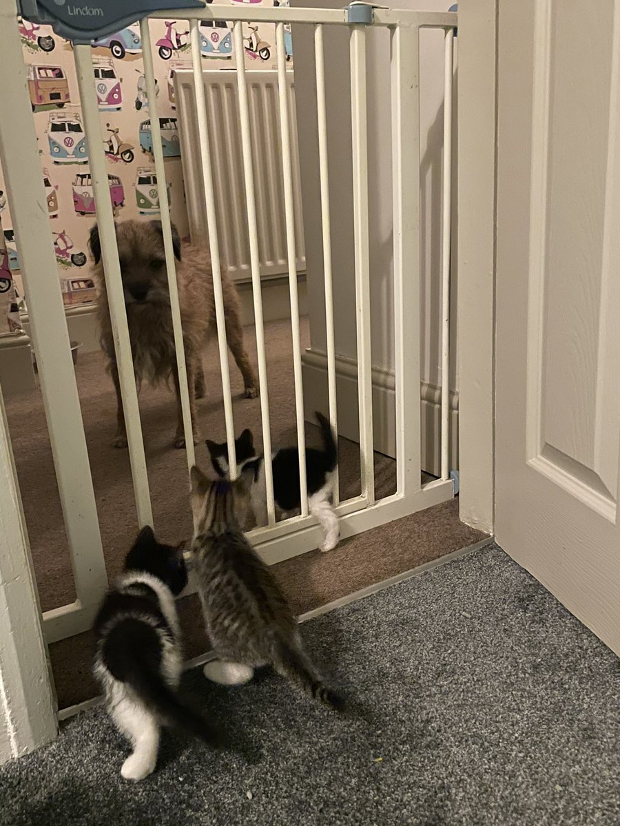Riley_roo888's tweet image. Erm muuuum, you know that gate that you put up to protect me from the kittens....well it’s not working...help 😳😬 #ilovethemreally #funfive #fosterkittens