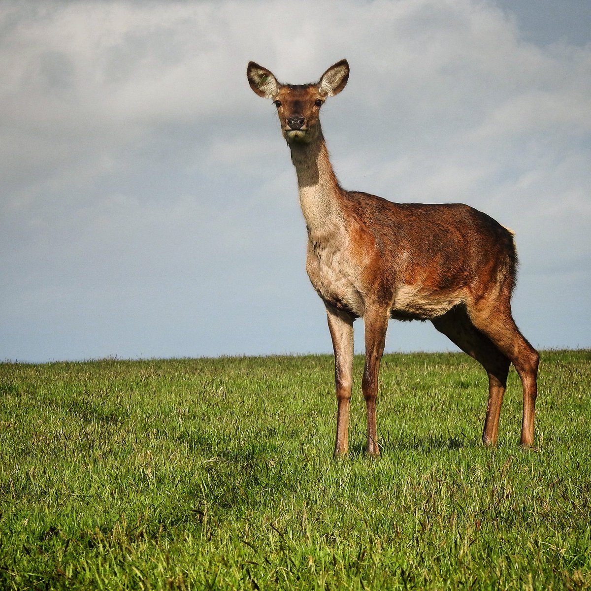 R2’s coming on

#reddeer #reddeerhind #reddeerfarm #reddeerfarming #farm365 #farmpics #farmpicsdaily #deerfarmingscotland #deerfarming #pasture #pasturelife #venison #deerconservation