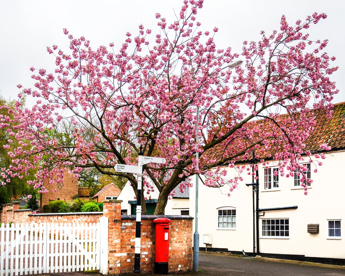 NottsLocalNews's tweet photo. The winner of the May #Calverton & Burton Joyce photo competition is Ken Jones from Calverton! πΈ
This photo was taken on Georgeβs Lane in Calverton. Ken said, βThis beautiful cherry tree welcomes everyone who arrives in Calverton throughout Spring"πΈ
Congratulations!π https://t.co/7Tb49lJV1J