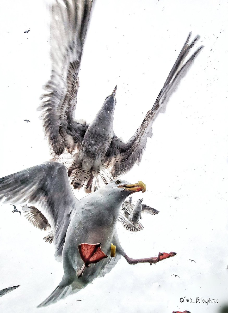 When you get dive bombed for a chip in #howth @LovinDublin @DublinGazette @HowthMarket #seagull #wildlifephotography #birdsofinstagram @ancienteastIRL @BirdWatchIE @IrishTimes @howthismagic @VisitDublin