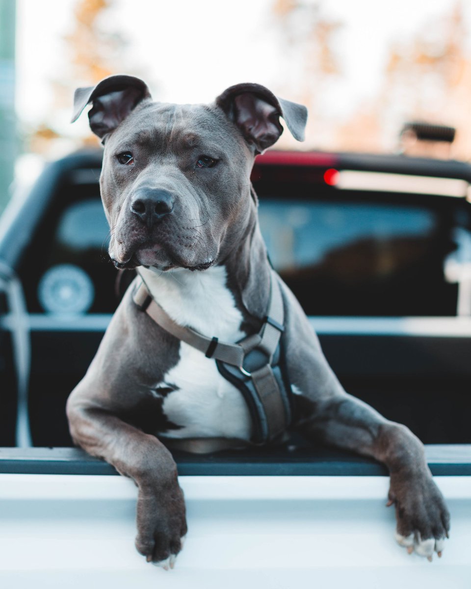 Amdoo_Crypto's tweet photo. Time to list the big dog in town😎
#لعنتی_بابا_بیا
😁😁😁
@BscPitbull
@persianpitbull
@pitbull
#pitbullish #pitbullnetwork #pitfarm #pitswap #pitfund #pitshop #kennel2couch #charity #NFT #pitbullarmy https://t.co/6Zu9UEEme1