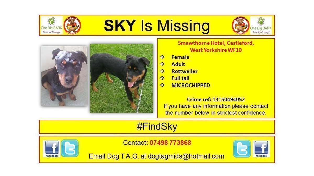 STOLEN
Where is Sky
#FindSky 
Missing too long
MICROCHIPPED #scanme 
#pettheftawareness #STOLEN
☎️ 07498 773868