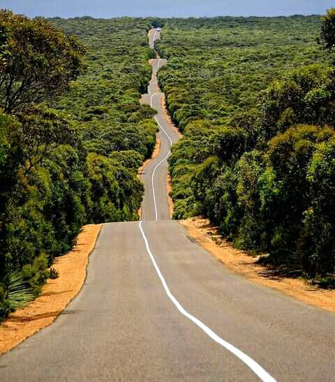 tukwa2's tweet image. #saveAllRainForest
#saveAmazonForest
#savecongoForest
#ClimateEmergencyNow 
#ClimateAction 
Pic 1 Entoto Park ETHOPIA