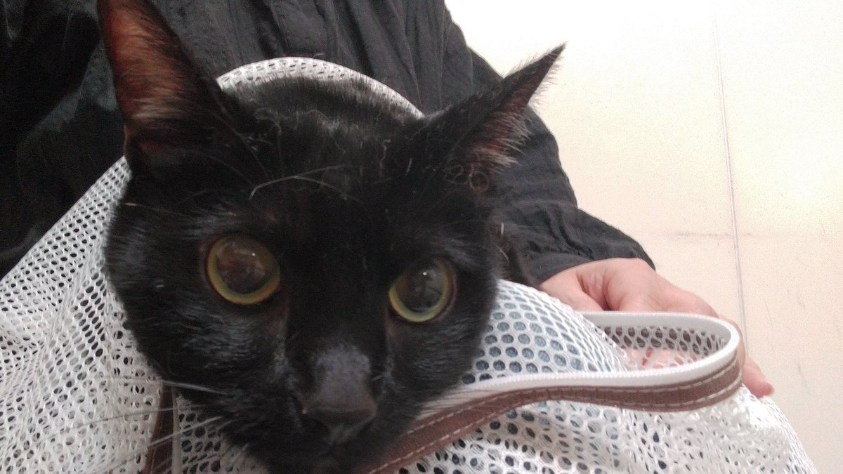 洗濯ネット Twitter Search