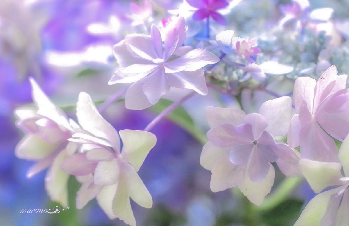 daiちゃん🌼🍀⁎⋆ ✧¨̮のんびり心地良く𓂃𓈒(ฅ´◡`⑅)ˢᵐⁱᒻᵉ🍀🌼 tweet media