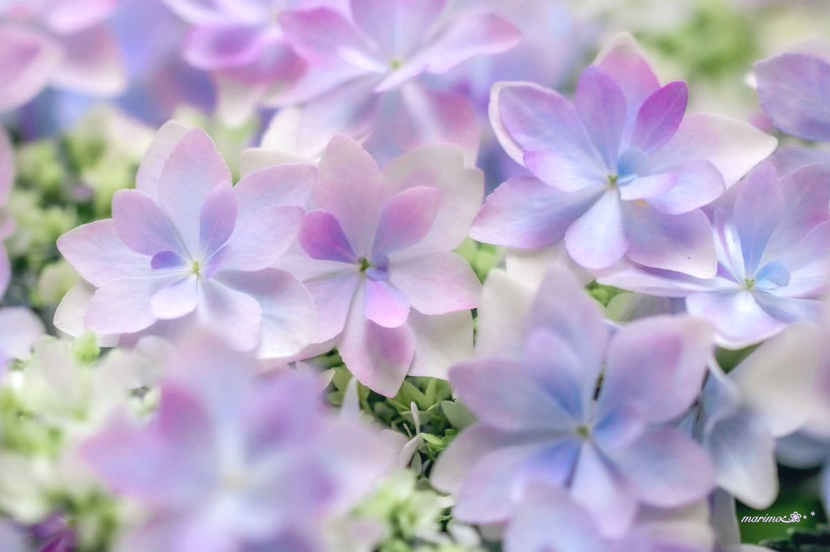 daiちゃん🌼🍀⁎⋆ ✧¨̮のんびり心地良く𓂃𓈒(ฅ´◡`⑅)ˢᵐⁱᒻᵉ🍀🌼 tweet media