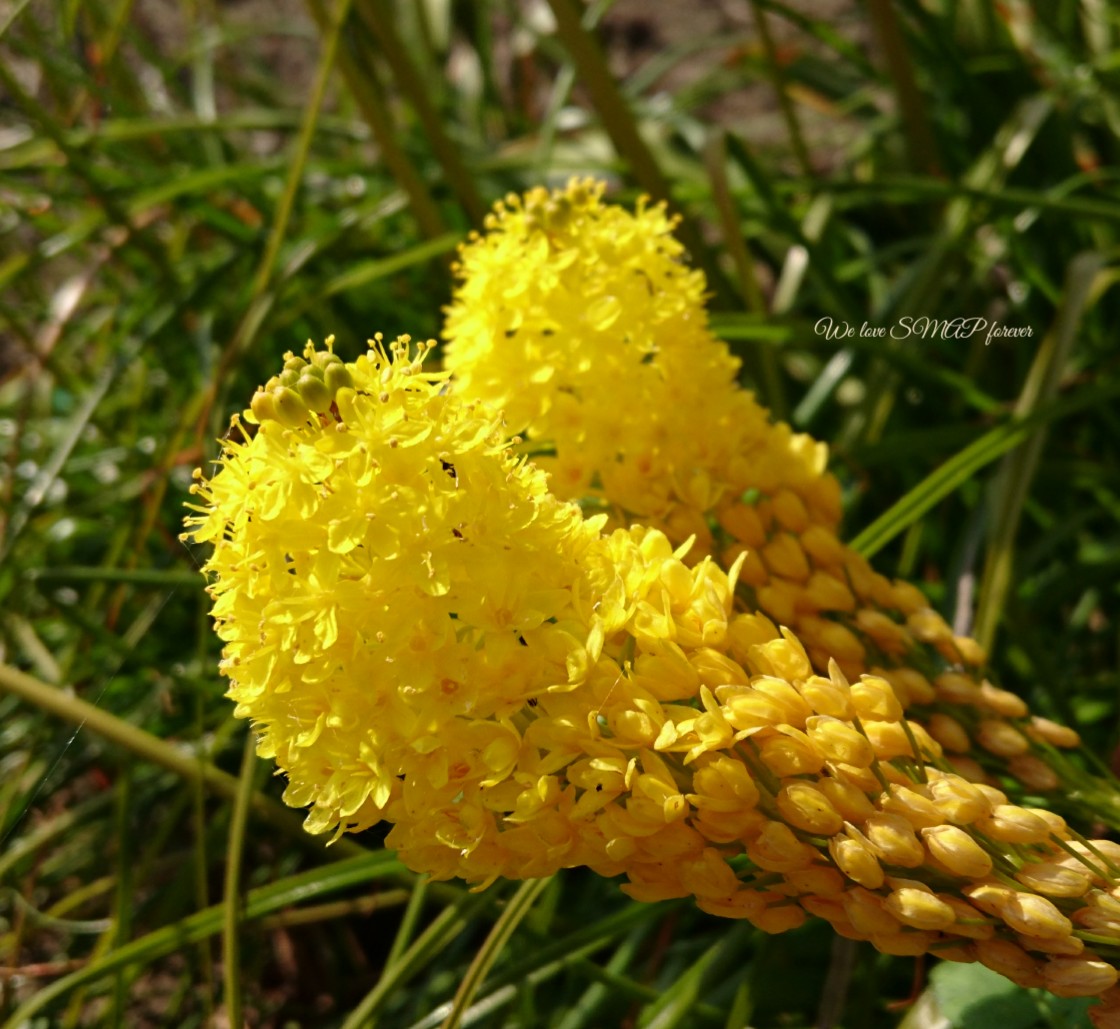 Mimi V みみ ブルビネラ キャッツテール 花言葉 試行錯誤 休息 陽気 上機嫌 ちっちゃい花が ぎゅぎゅっと 私の 世界に一つだけの花 We Love Smap Forever 花好きな人と繋がりたい 写真好きな人と繋がりたい ファインダー越しの私の