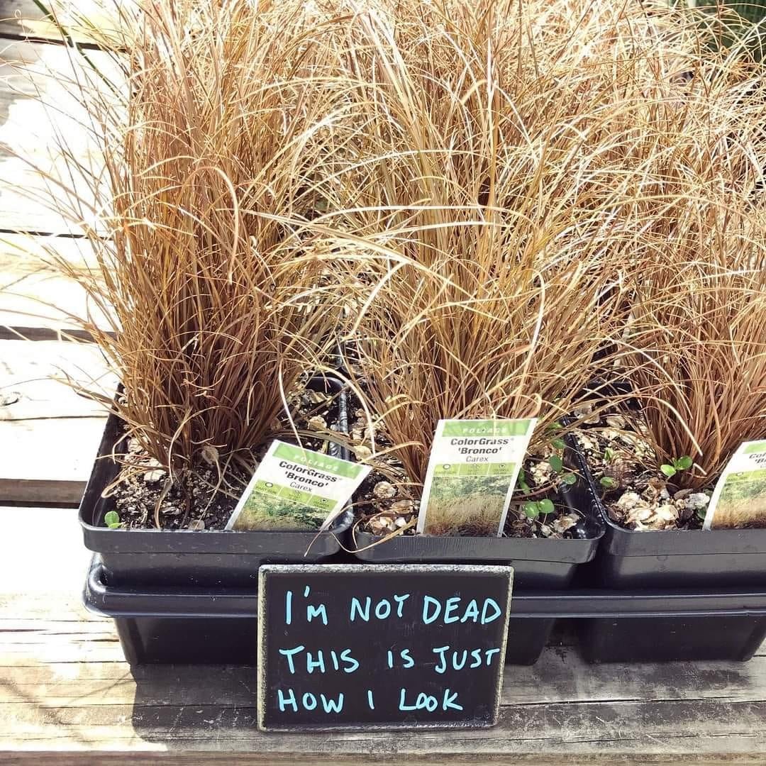 Same, plant, same.