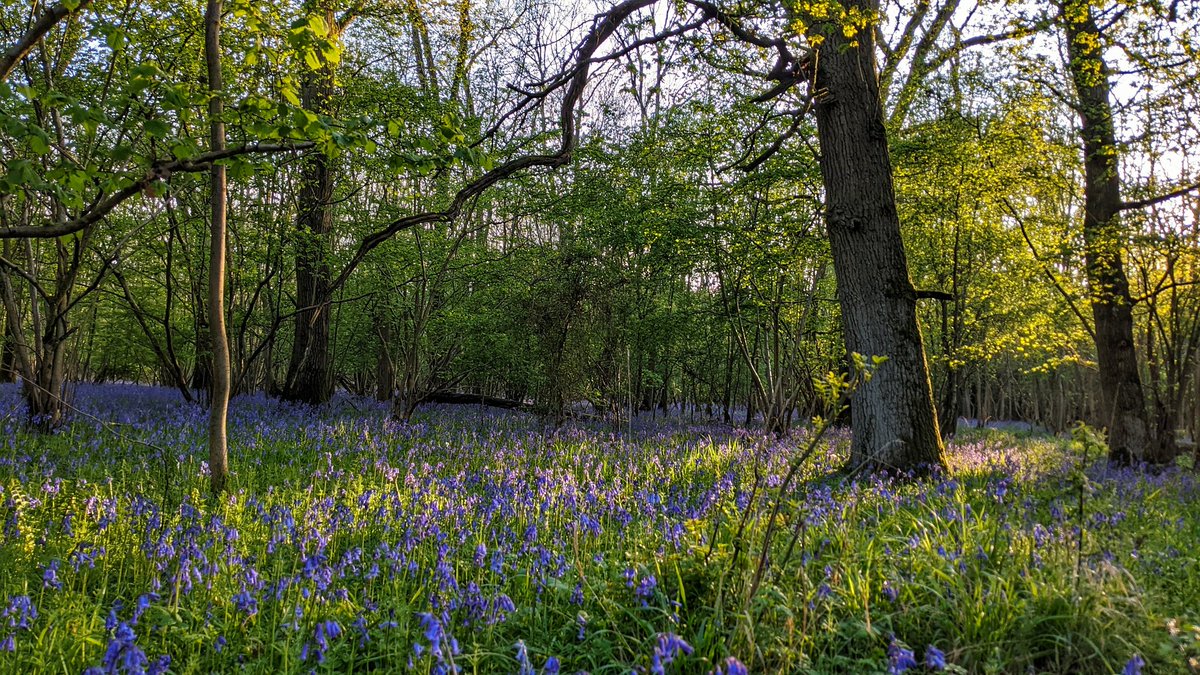 PaulWildlife's tweet photo. Bluebell season! @Britnatureguide @Team4Nature @BBCSpringwatch @BlenheimPalace @NearbyWild @BlenheimEstate @BBOWT https://t.co/iVIskLS4Fm