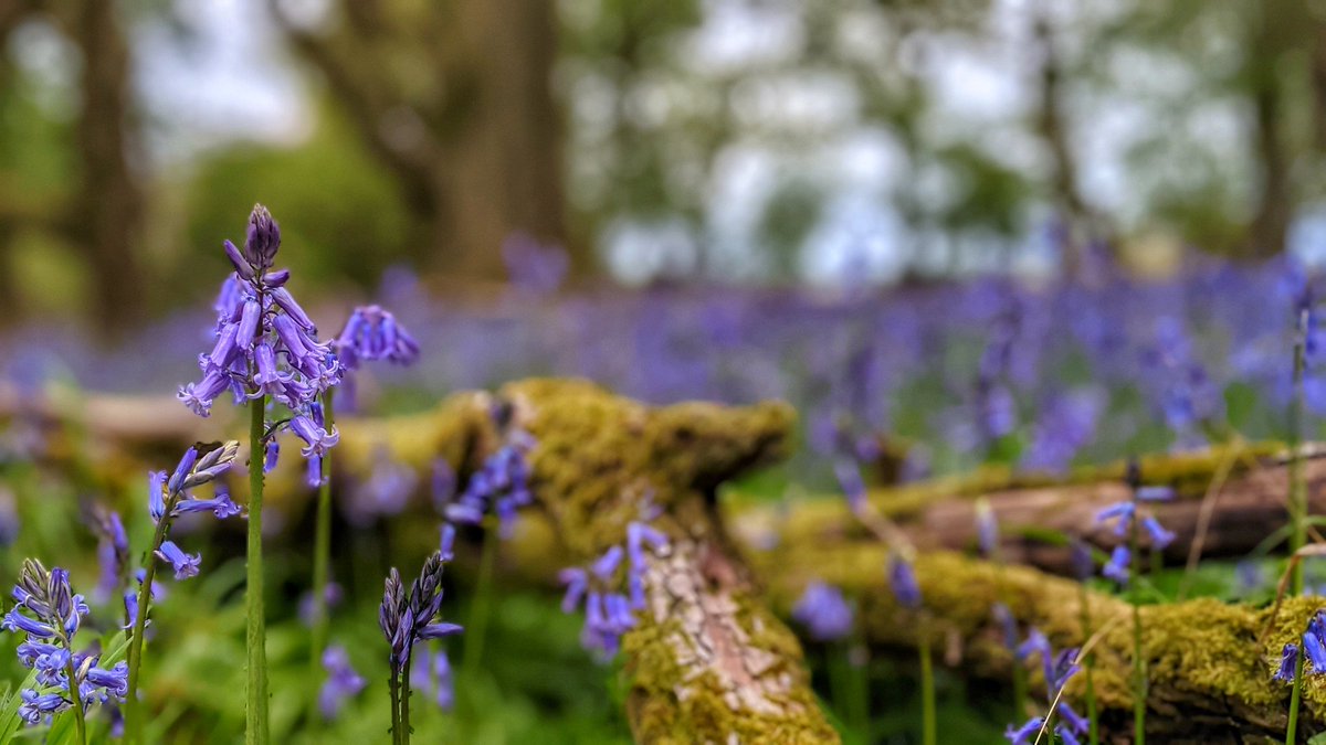 PaulWildlife's tweet photo. Bluebell season! @Britnatureguide @Team4Nature @BBCSpringwatch @BlenheimPalace @NearbyWild @BlenheimEstate @BBOWT https://t.co/iVIskLS4Fm