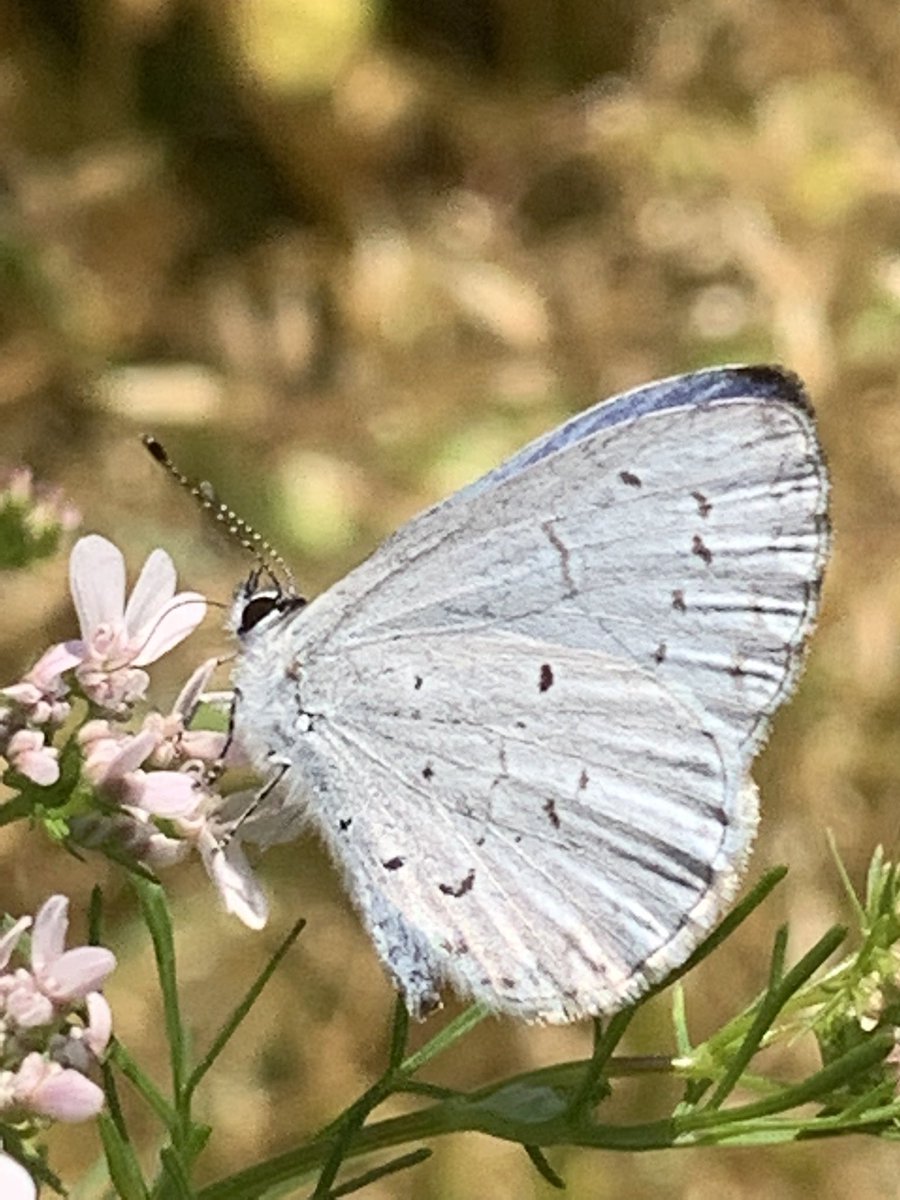 jennieunbound's tweet photo. I need help with butterfly identification if anyone sees this: is this a spring or summer azure 🦋I’m in NC, USA #spring #butterfly #celastrina https://t.co/jssJ2olgAY