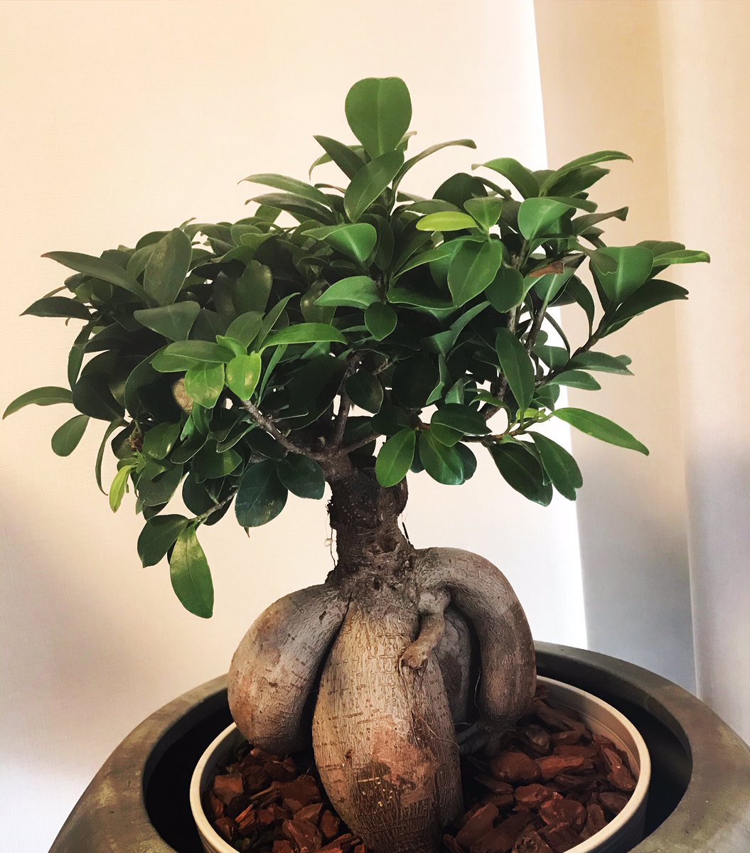 ガジュマル盆栽