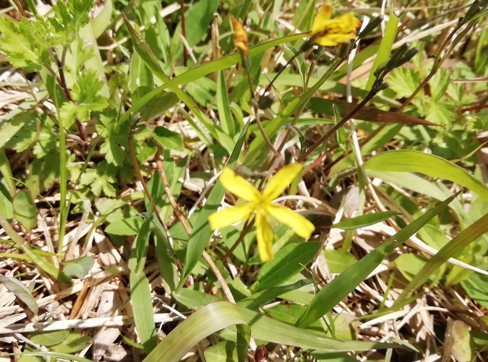 H キク科ニガナ属 Lxeridium の花 1 ニガナ L Dentata 2 ハナニガナ L Dentata Var Albiflora F Amplifolia 撮影は4月 300m程の山の頂上です 調べてみたら ハナニガナというのはニガナの変種のシロバナ ニガナの花が黄色い品種のことだそう