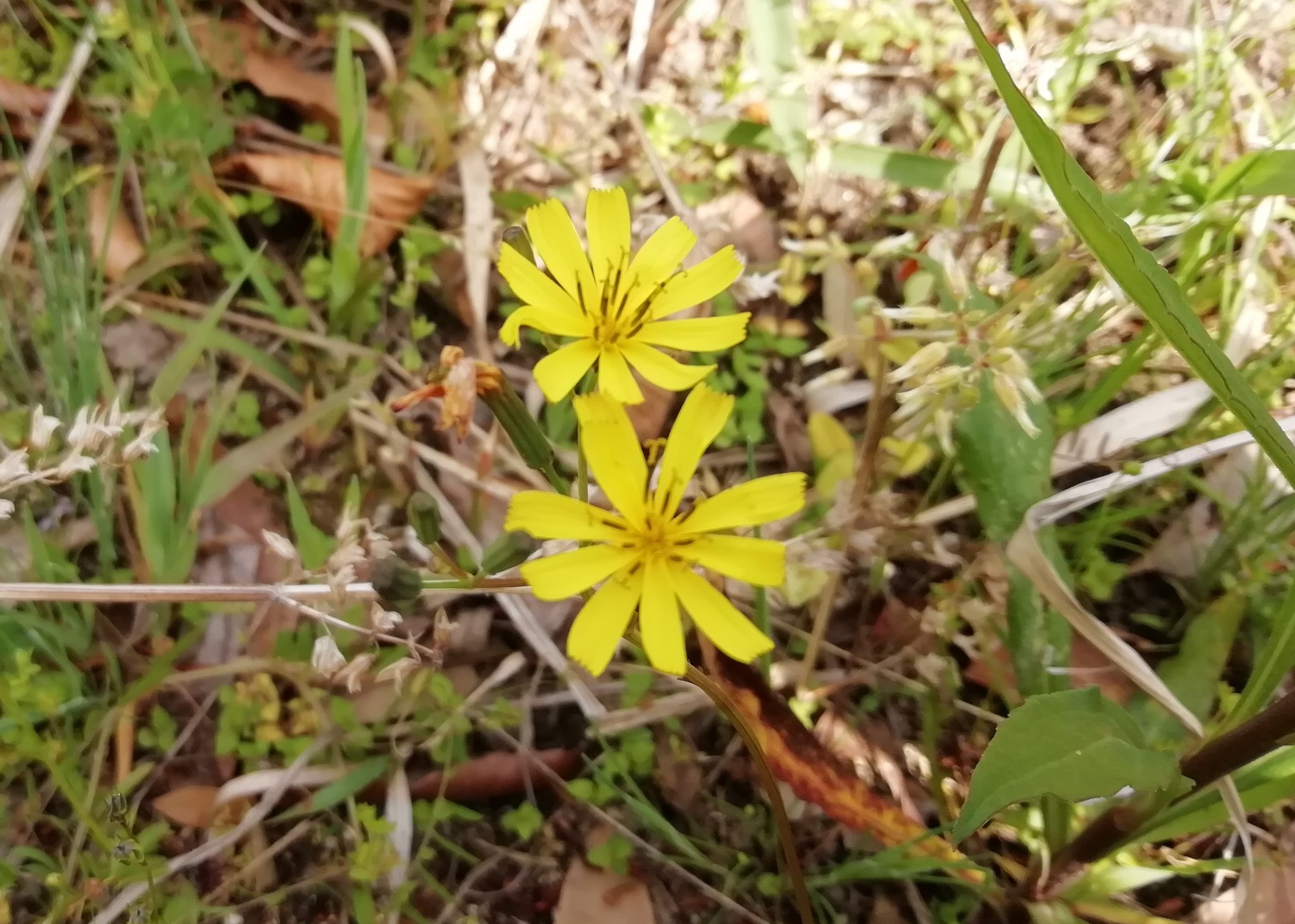 H キク科ニガナ属 Lxeridium の花 1 ニガナ L Dentata 2 ハナニガナ L Dentata Var Albiflora F Amplifolia 撮影は4月 300m程の山の頂上です 調べてみたら ハナニガナというのはニガナの変種のシロバナ ニガナの花が黄色い品種のことだそう