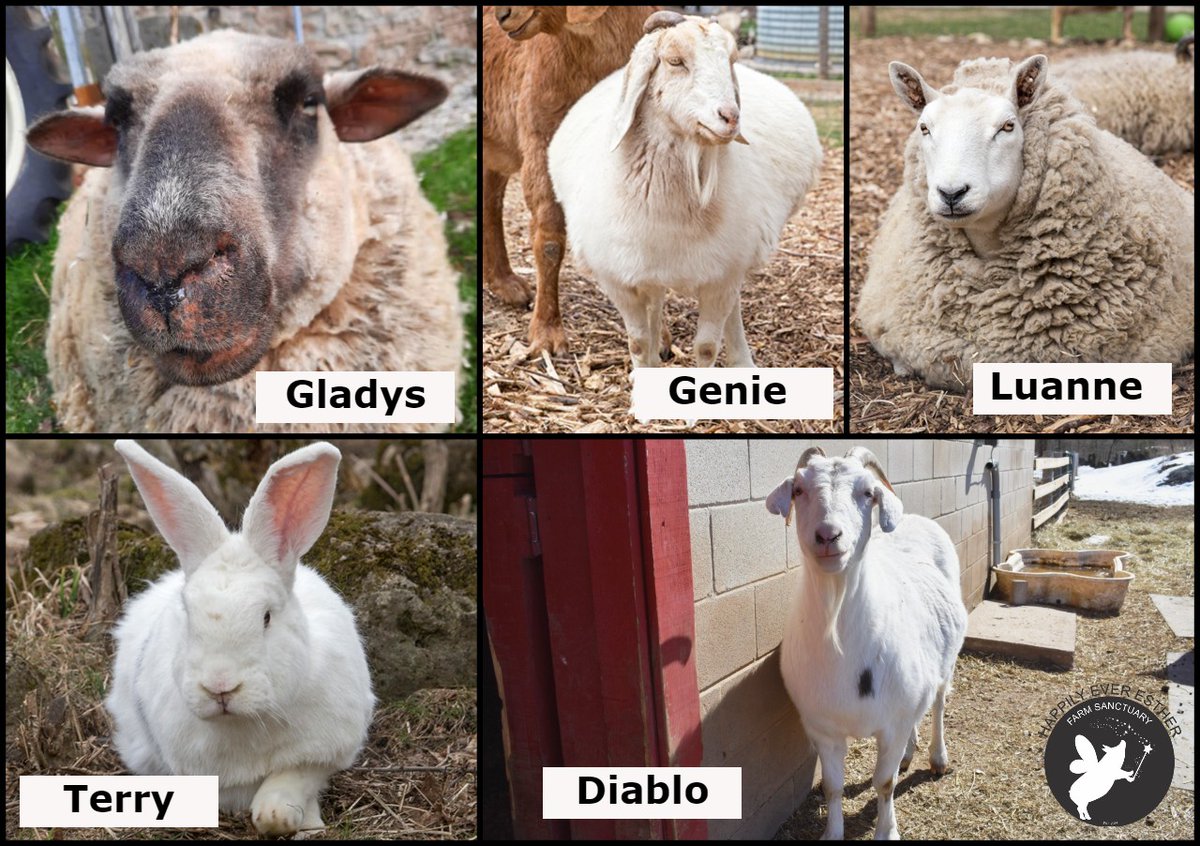 Terry, Diablo, Genie, Debbie, Luanne & Gladys arrived at HEEFS on May 15, 2015 after the petting zoo where they lived had a fire and they needed to be rehomed. Sadly Debbie passed last summer and is greatly missed.  Happy rescue anniversary Genie, Terry, Diablo, Luanne & Gladys https://t.co/LgVPHTp8uM