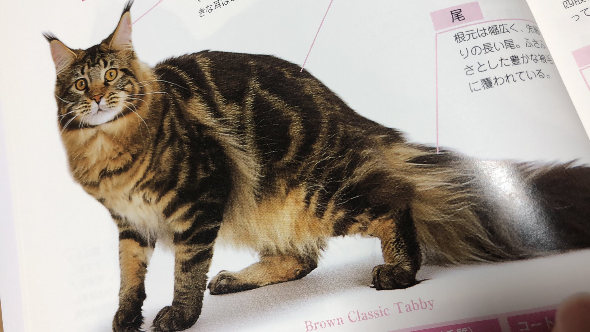 Toraco 猫健康管理士 ブログ未更新なのにナゼか今月も4桁更新中 激しい冬の寒さにも適応する メインクーン 雪の中での野うさぎ狩りにも重宝されたワーキングキャット イエネコとアライグマとの混血という伝説もあり 大型でたくましく気高い雰囲気