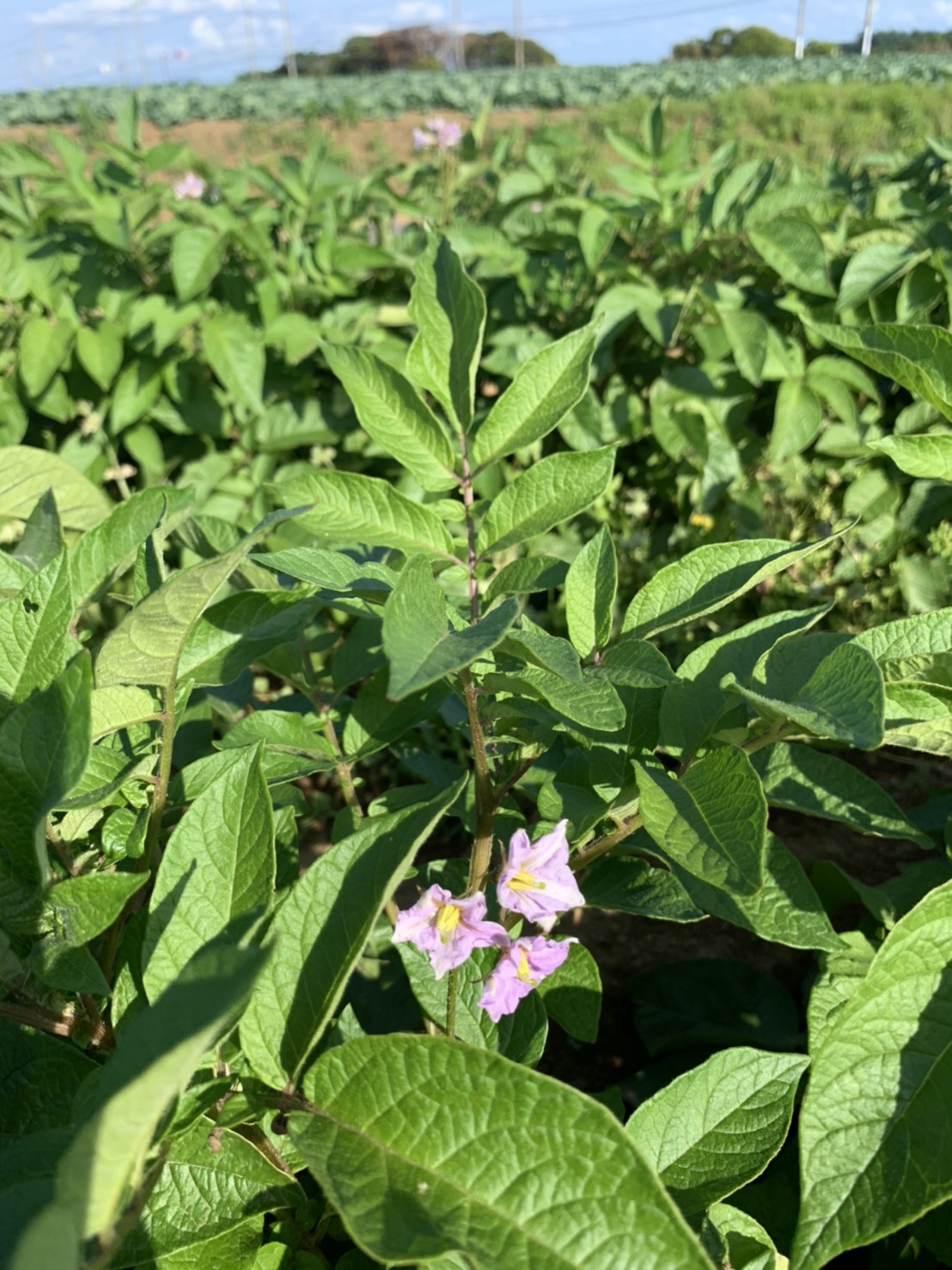 野菜のhikarie Fc た 新じゃが ジャガイモは掘り出してから少し寝かせるようです ジャガイモの種類はアンデスレッド 赤い花はアンデスレッド 白い花はシャドークイーン 野菜hikarie 野菜のヒカリエ 三浦半島 三浦海岸 グラノーラ も宜しくです