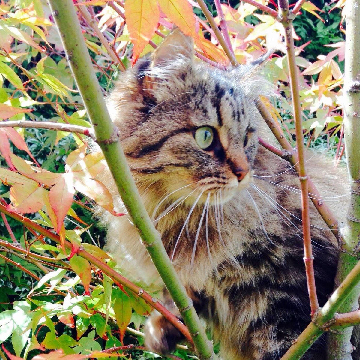 While all <a href="/nadurCIFT/">Nádúr Centre for Integrative Forest Therapy</a> Team members have a strong nature connection themselves, Fluffy’s is probably the strongest. Read about our efforts to improve research + practice in #naturebased #mentalhealth interventions on our website + sign up to our newsletter. #ConnectWithNature