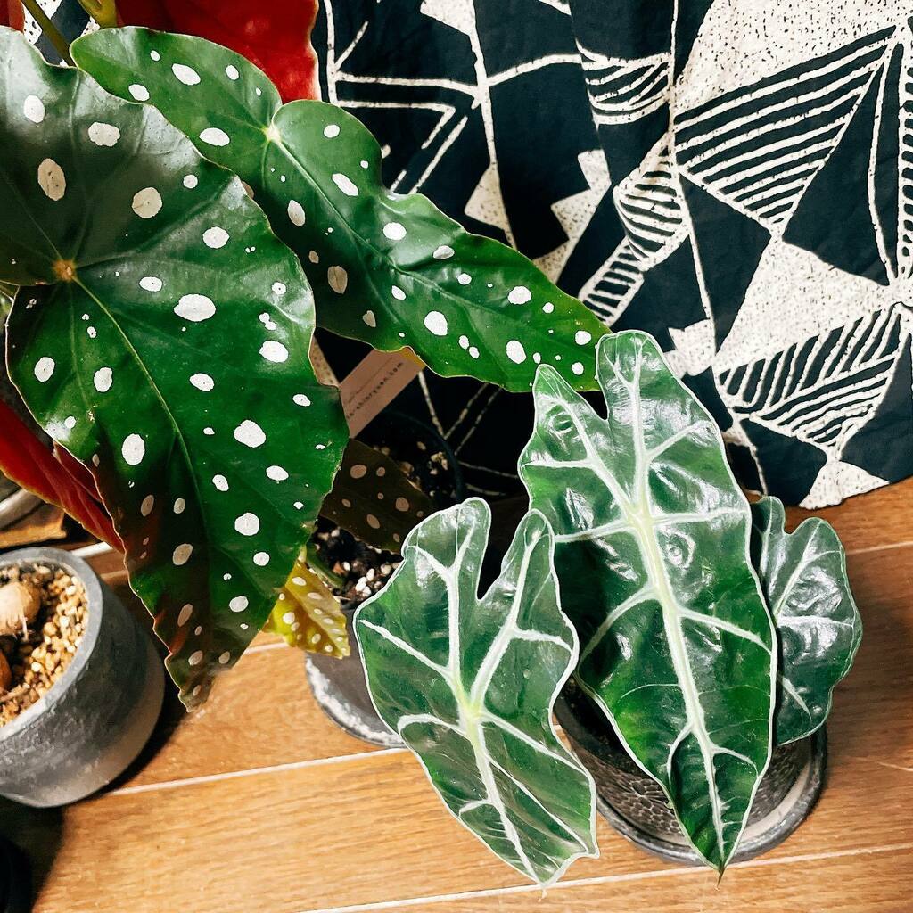 アロカシアポリー