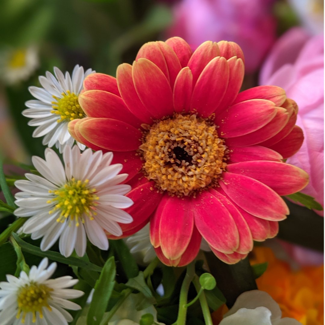 OddPrints's tweet photo. Oh my goodness look at these beautiful flowers! So colourful ❤️
#flowers #spring #summeriscoming #colour #lovecolour #lovesummer #feelinghappy #nature #photography #oddprints https://t.co/bVhVkp1870