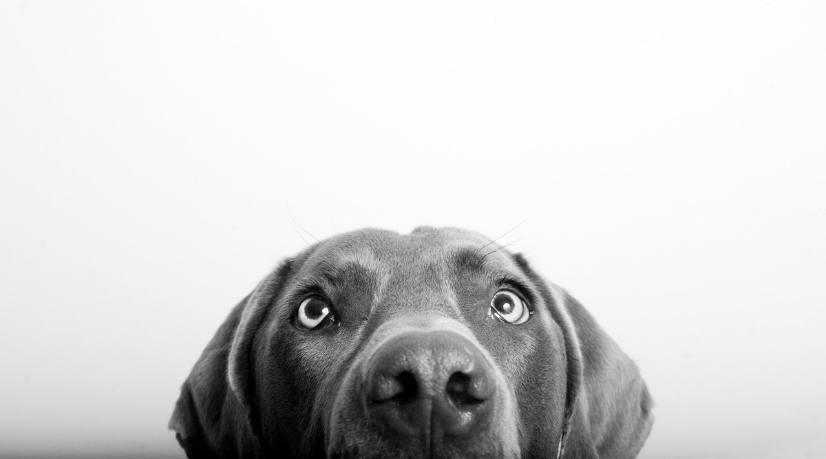 Dogs Trust's Canine Behaviour & Research Teams 💛 tweet media
