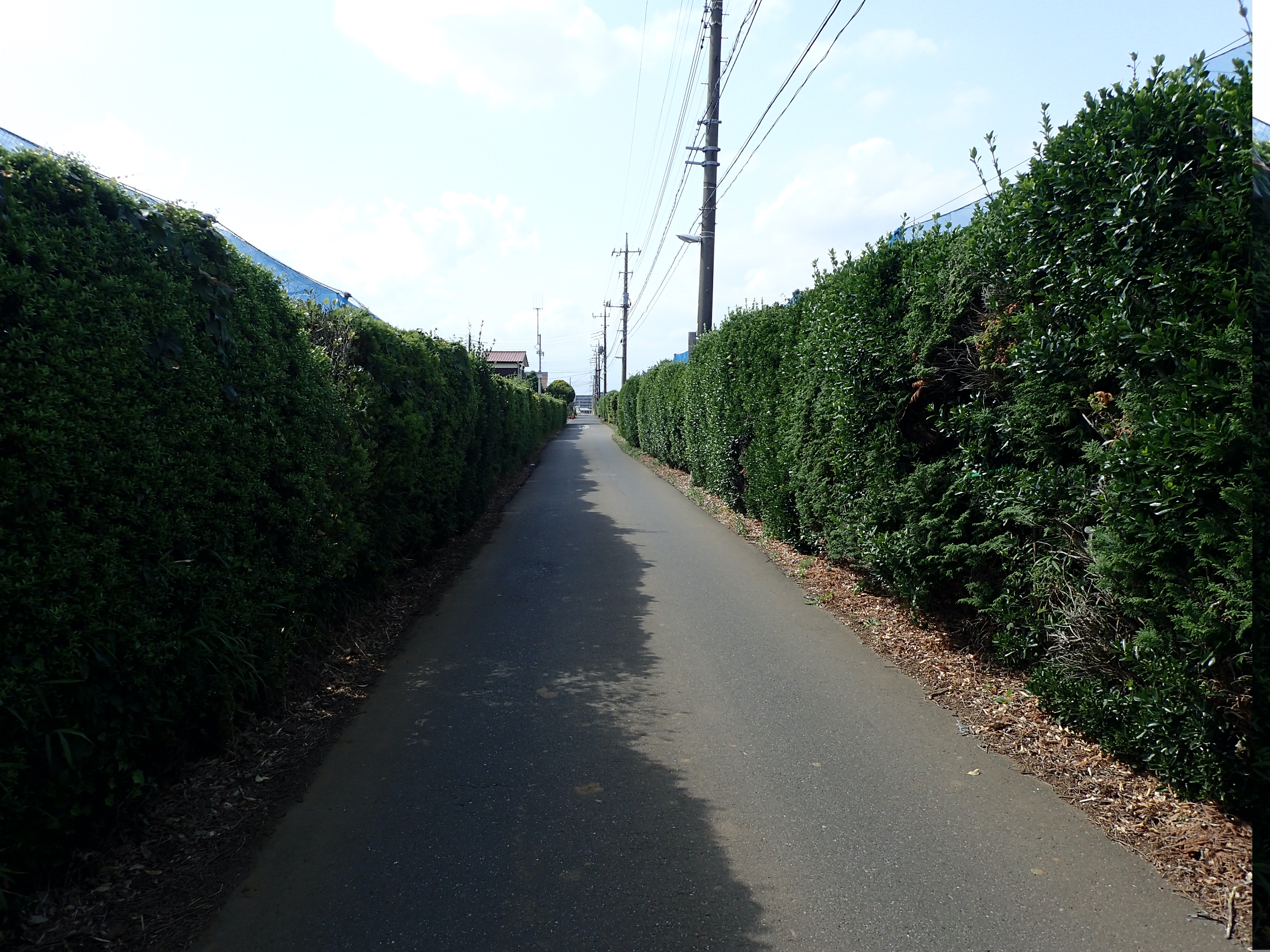 軽車道 Twitter Search Twitter