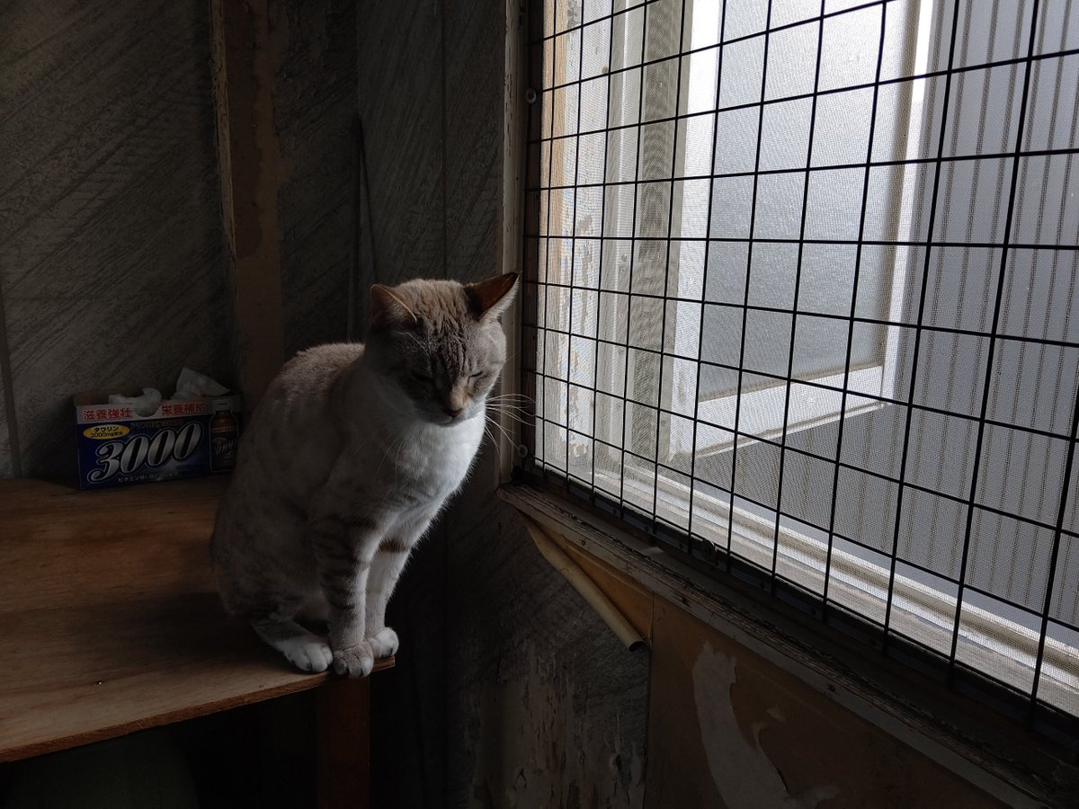 保護ねこカフェ レトロゲーム 漫画カフェ ねこがすき Ishikawanonoic2 Twitter 保護ねこカフェ レトロゲーム 漫画カフェ ねこがすき Ishikawanonoic2 Twitter