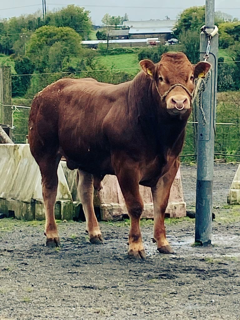 skealon's tweet photo. Lot no 24 
Roscommon on Saturday 22nd of May.
Ampertaine foreman son
@irishlimousin @RoseOReilly12 @IrelandsFarmers 
@sean_cooney1 https://t.co/0aiYs6q6C2