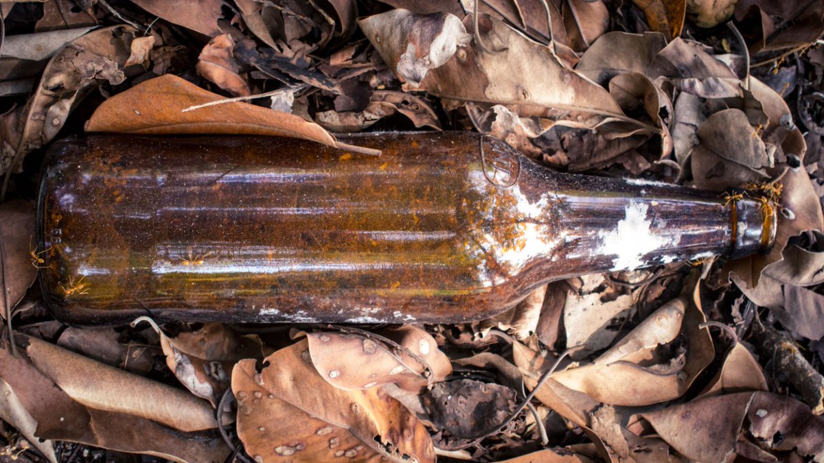 SpidersATSea's tweet photo. Havelock: where lush forests meet the sea, where human litter mix conspicuously with leaf litter. The sadness that filled my heart was briefly replaced by curiosity when I saw this glass bottle had become the founding site of a #weaverant colony #InOurFilth +
@Sambarjohn https://t.co/47AGZaoP1x