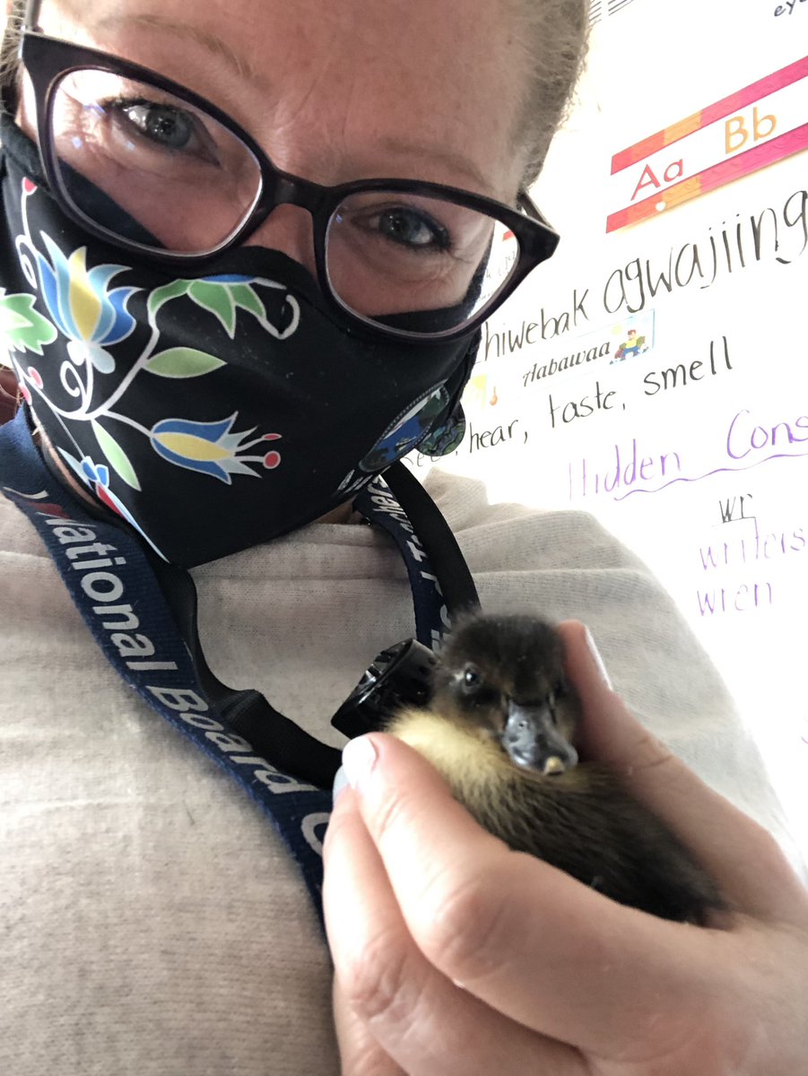 tanahoffman's tweet photo. It was just a regular Friday morning at school in the U.P. of MI! #SpringBabies #GoodSurprise https://t.co/LbaOOp419J