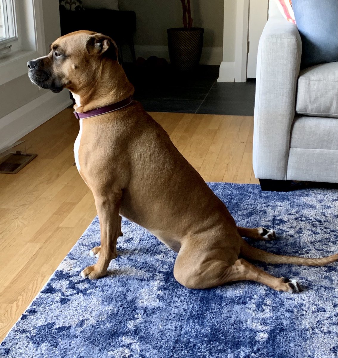 Morning yoga poses. #UpwardDog #dogsoftwitter