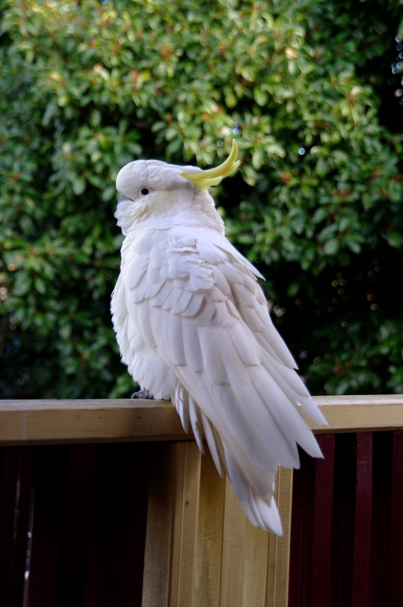 illy bocean on Twitter "it was cold this morning so we had some very fluffed up cockatoos…